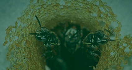 promip manejo integrado de pragas controle biologico importancia uso polinizadores header mobile