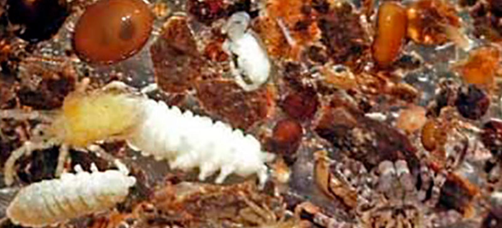 promip manejo integrado de pragas controle biologico acarofauna