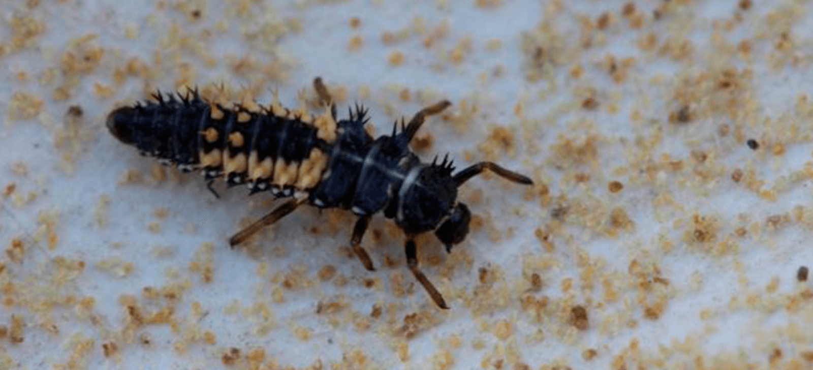 promip manejo integrado de pragas controle biologico taxonomista