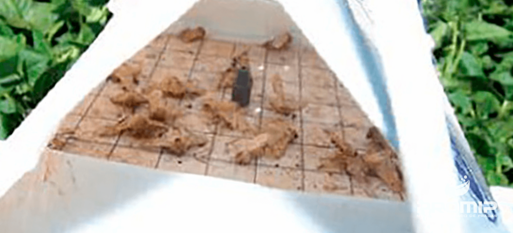 promip manejo integrado de pragas controle biologico armadilha mariposas