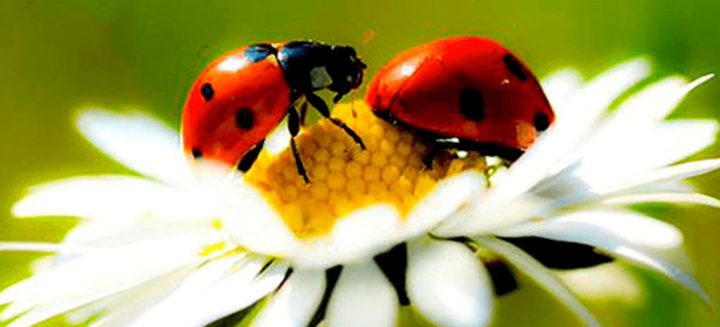 promip-manejo-integrado-de-pragas controle biologico promip joaninhas paris distribui jardins