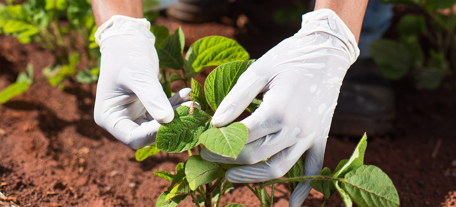promip manejo integrado de pragas controle biologico conrole biologico despara no brasil