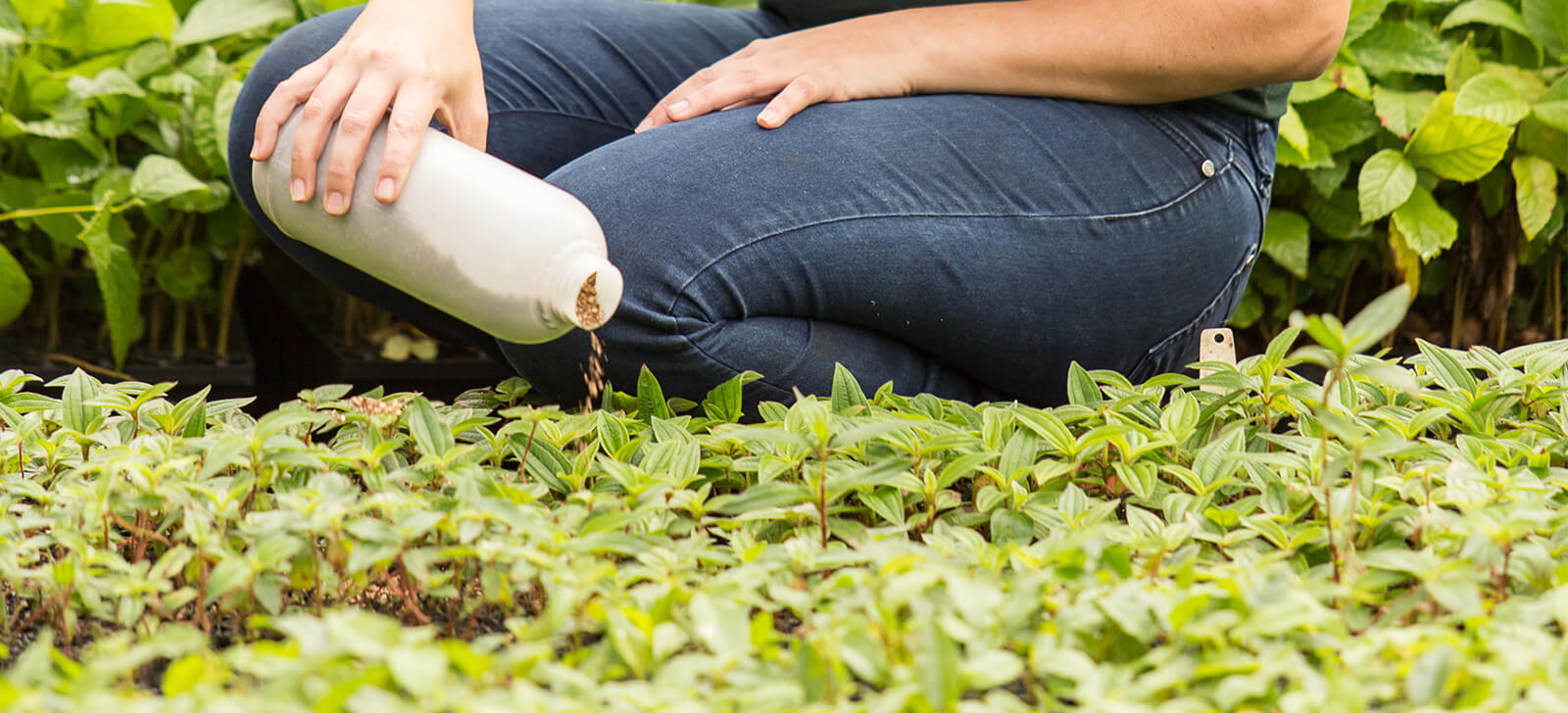 promip manejo integrado de pragas controle biologico simposio controle biologico aplicado capa