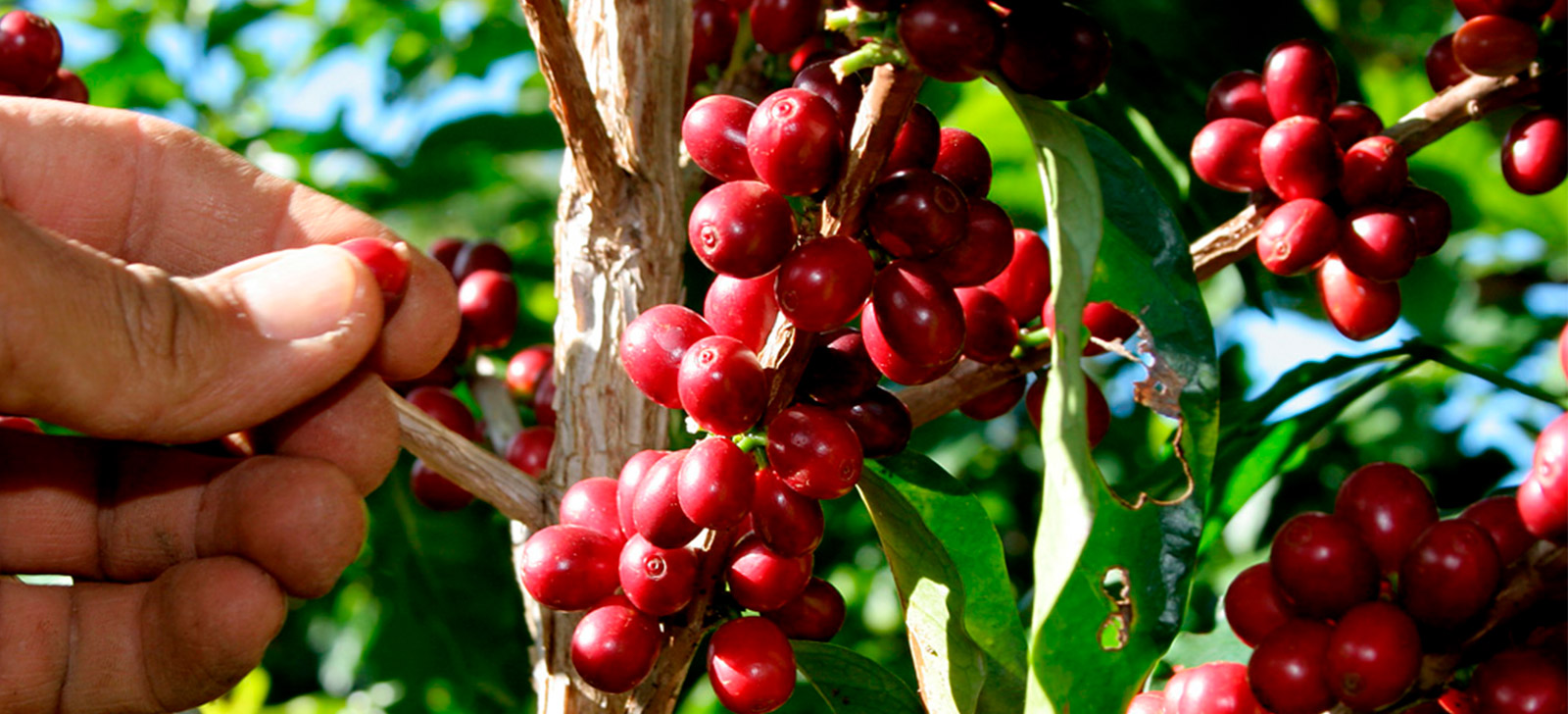 promip manejo integrado de pragas controle biologico broca do cafe saiba como fazer monitoramento correto da praga