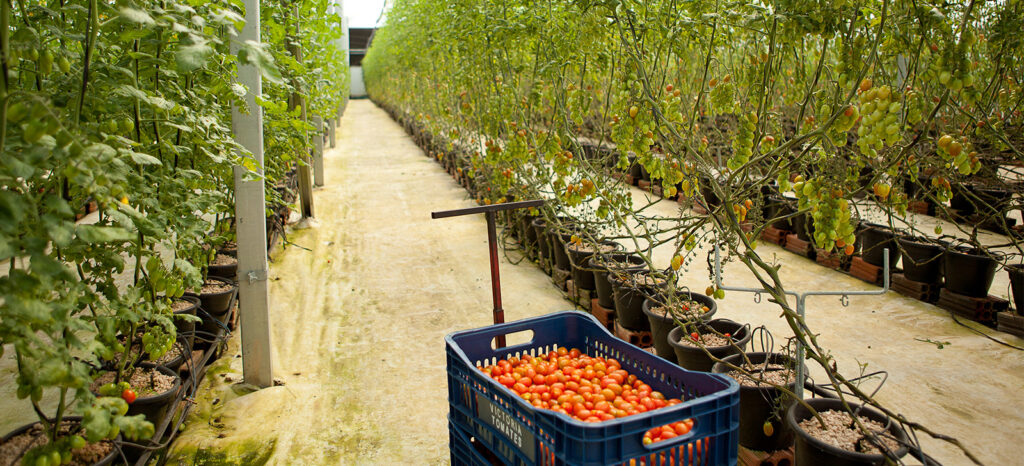 promip manejo integrado de pragas controle biologico mip reduz custo produco final