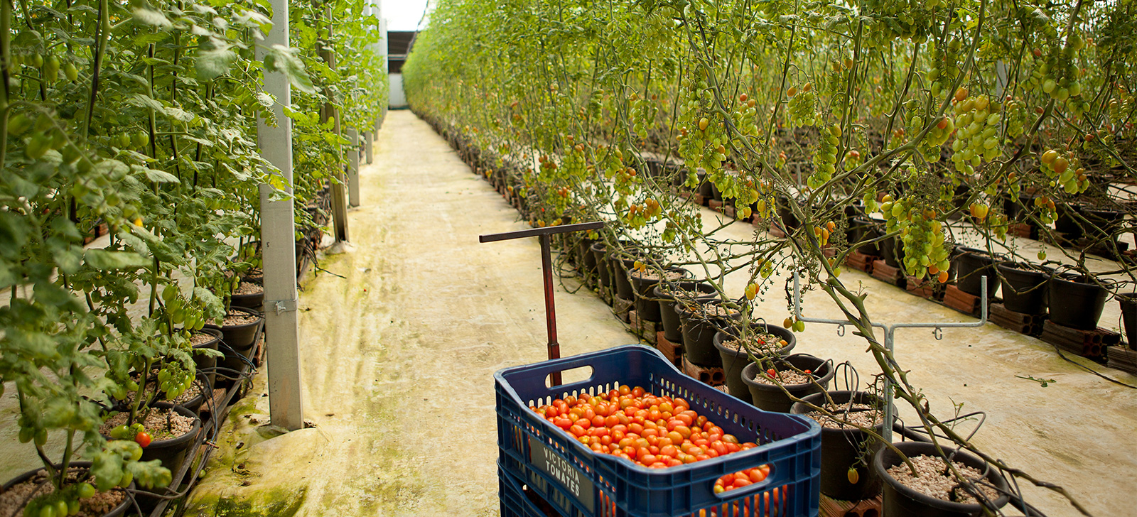 promip manejo integrado de pragas controle biologico mip reduz custo produco final