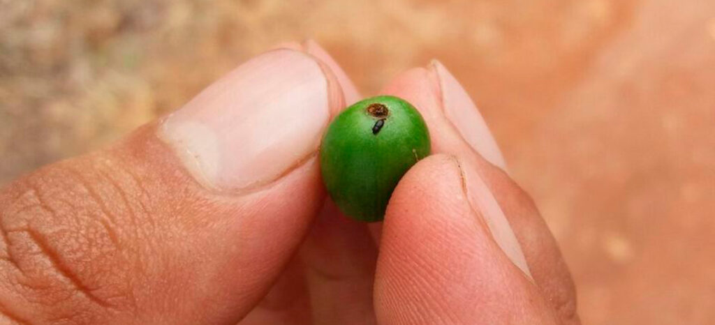 promip manejo integrado de pragas controle biologico tecnologias para monitoramento e controle da broca do cafe final