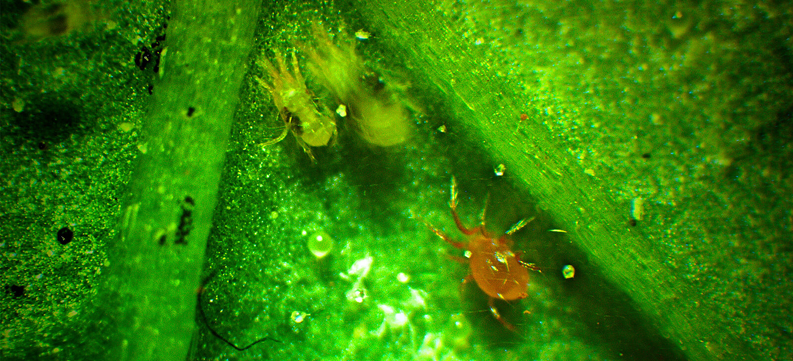 promip manejo integrado de pragas controle biologico acaros predadores tem eficiencia comprovada manejo biologico de pragas