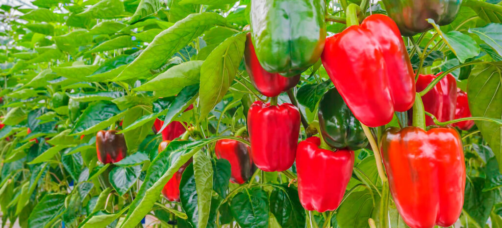 promip manejo integrado de pragas controle biologico agricultores reconhecem na pratica os beneficios do controle biologico no cultivo do pimentao final