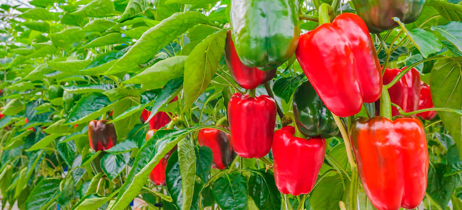 promip manejo integrado de pragas controle biologico agricultores reconhecem na pratica os beneficios do controle biologico no cultivo do pimentao final