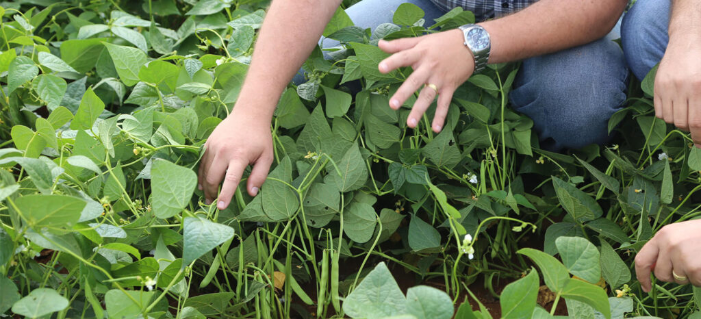 promip manejo integrado de pragas controle biologico controle biologico reduz custos de producao em ate 15 porcento final