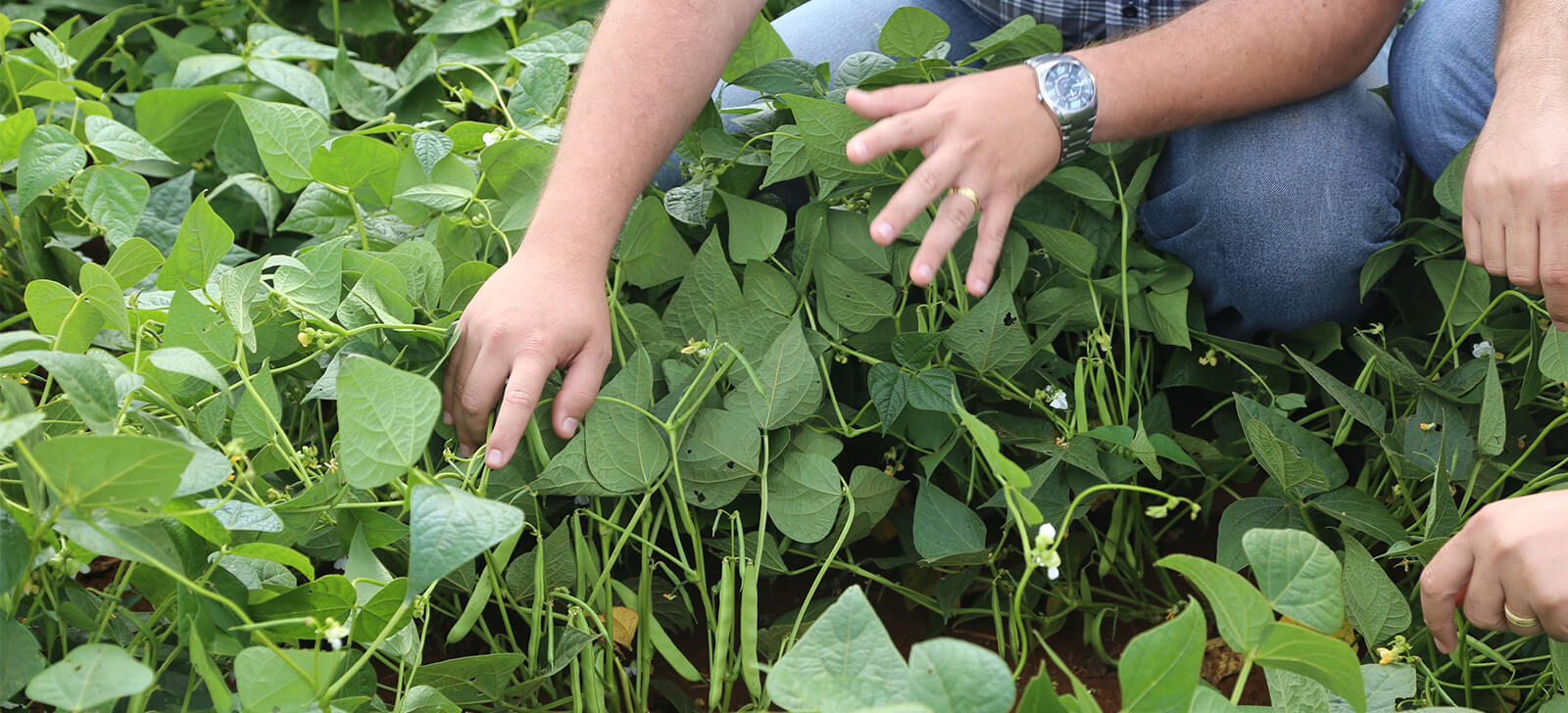 promip manejo integrado de pragas controle biologico controle biologico reduz custos de producao em ate 15 porcento final