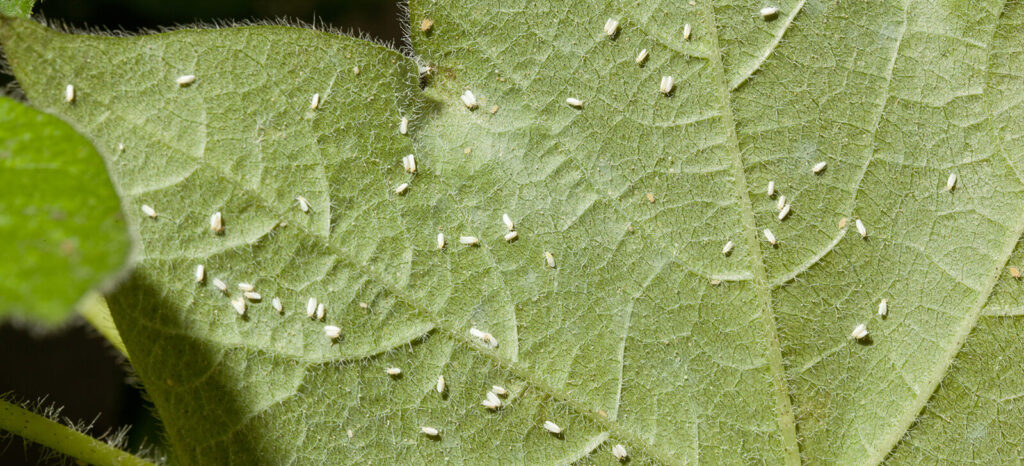 promip manejo integrado de pragas controle biologico ufpr promove curso de conrole biologico aplicado em curitiba final
