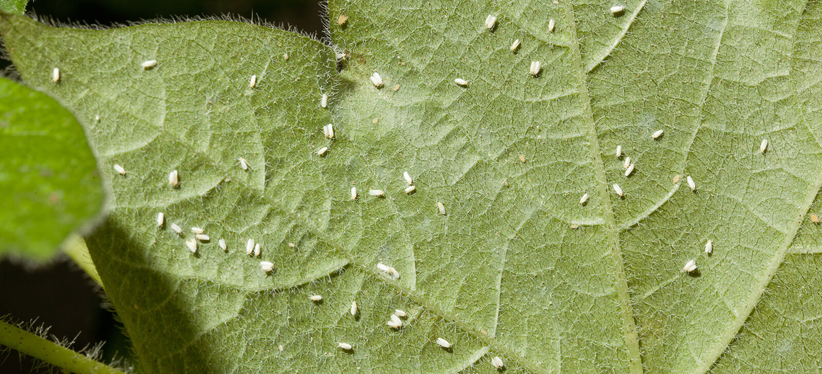 promip manejo integrado de pragas controle biologico ufpr promove curso de conrole biologico aplicado em curitiba final