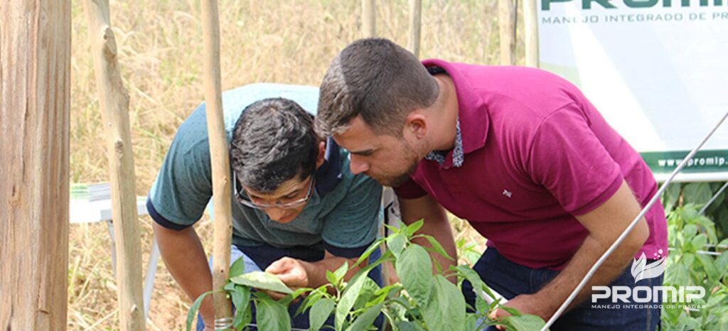 manejo integrado de pragas controle biologico dia de campo desmonstra aos agricultores beneficios controle biologico aplicado