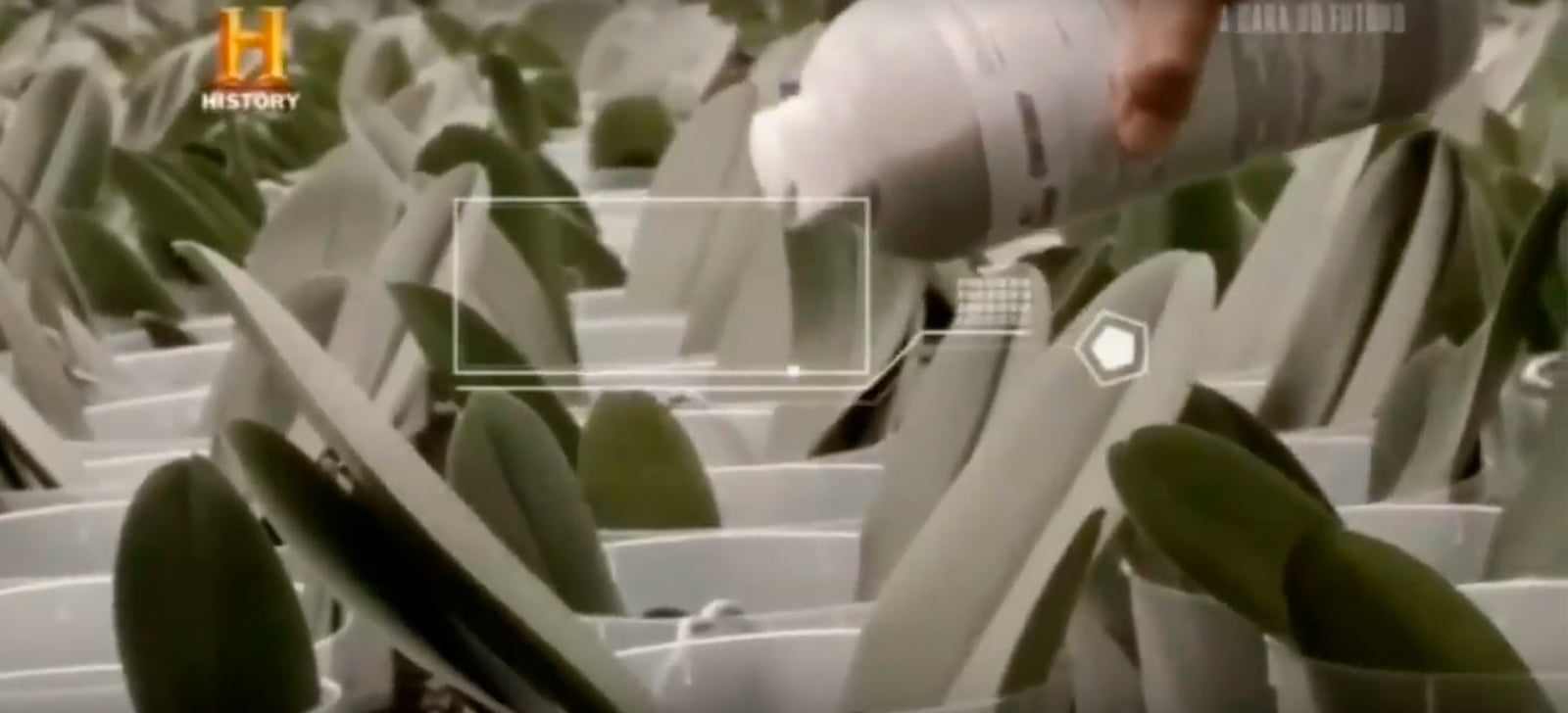 manejo integrado de pragas controle biologico programa history channel destaca tecnologia desenvolvida pela prmip em controle biologico de pragas promip