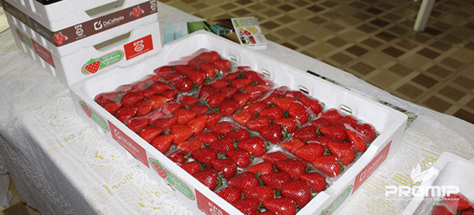 promip manejo integrado de pragas controle biologico inovacoes promip sao apresentadas para produtores de morango no sul de minas gerais (1)