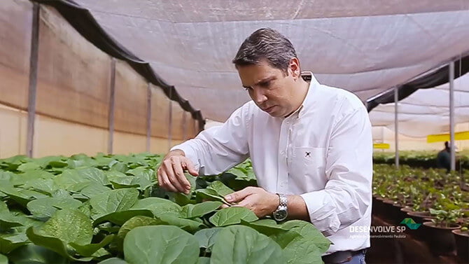 promip manejo integrado de pragas controle biologico mundo verde