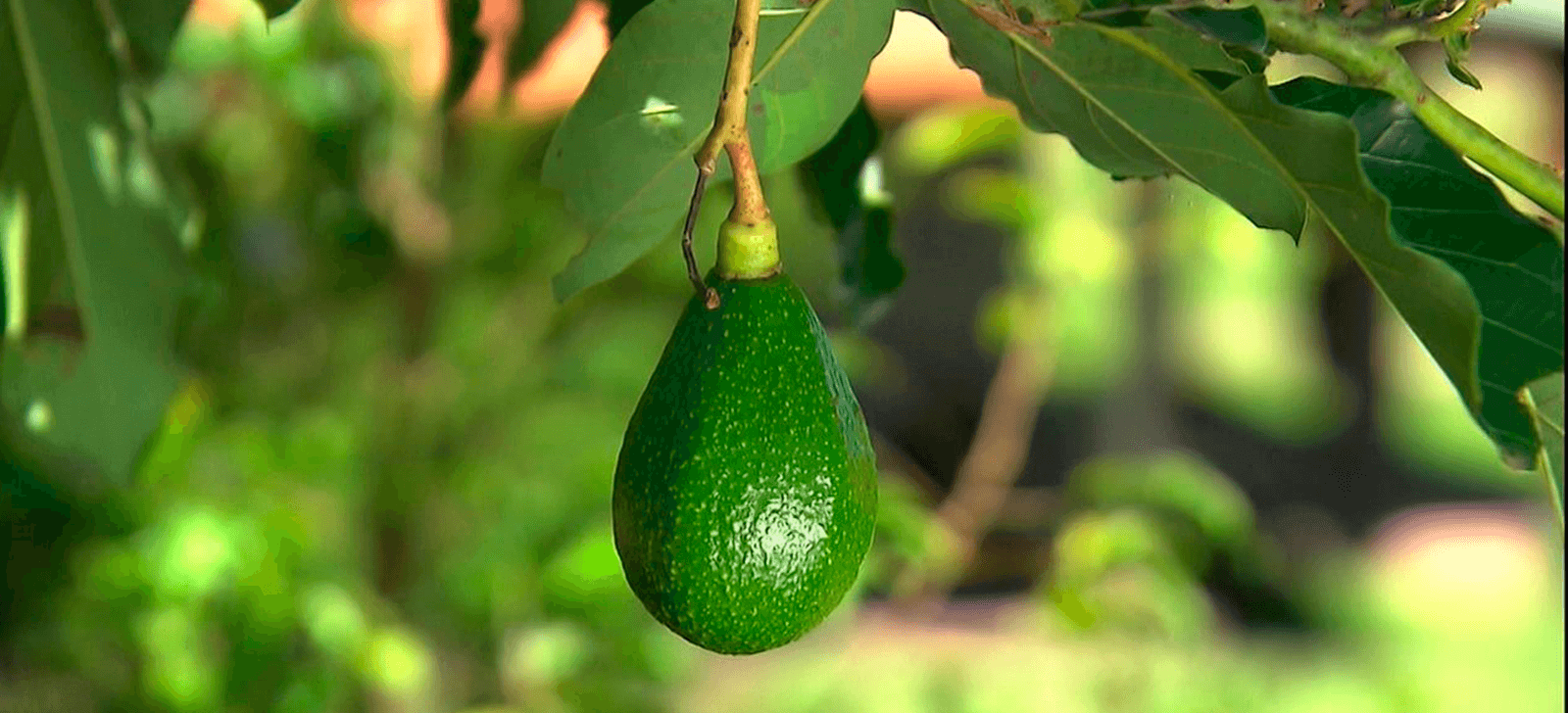 promip manejo integrado de pragas controle biologico treinamento socorro discute tecnologias contrle biologico e alta produtividade para abacateiro 1