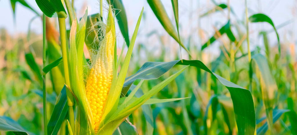 promip manejo integrado de pragas controle biologico imprensa embrapa