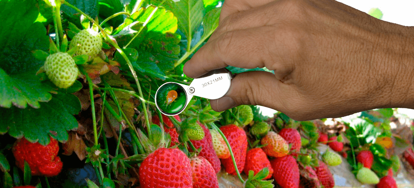 promip manejo integrado de pragas controle biologico promip realizara palestra sobre manejo biologico com acaros predadores (1)