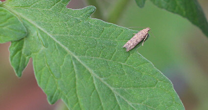 promip manejo integrado pragas controle biologico mip experience artigo tuta absoluta preview video mobile