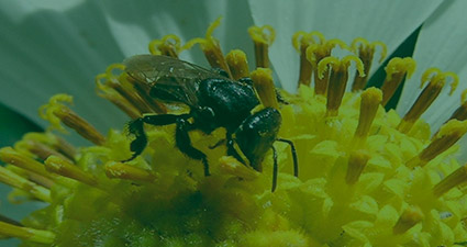 promip manejo integrado de pragas controle biologico preservacao polinizadores header mobile