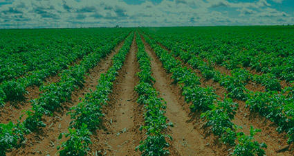 promip manejo integrado de pragas controle biologico pragas atacam cultivo batata header mobile