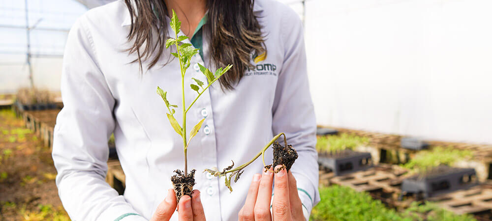 promip manejo integrado pragas controle biologico mip experience monitoramento pragas tombamento tomate sintomas