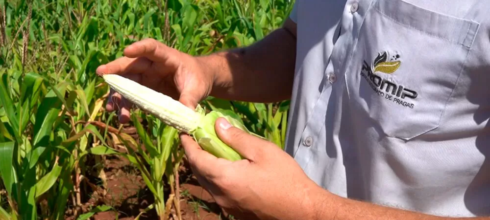 promip-manejo-integrado-pragas-controle-biologico-mip-experience-cigarrinha-milho-danos2