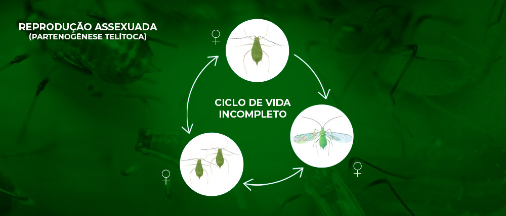 promip manejo integrado pragas controle biologico mip experience afídeos ciclo incompleto final