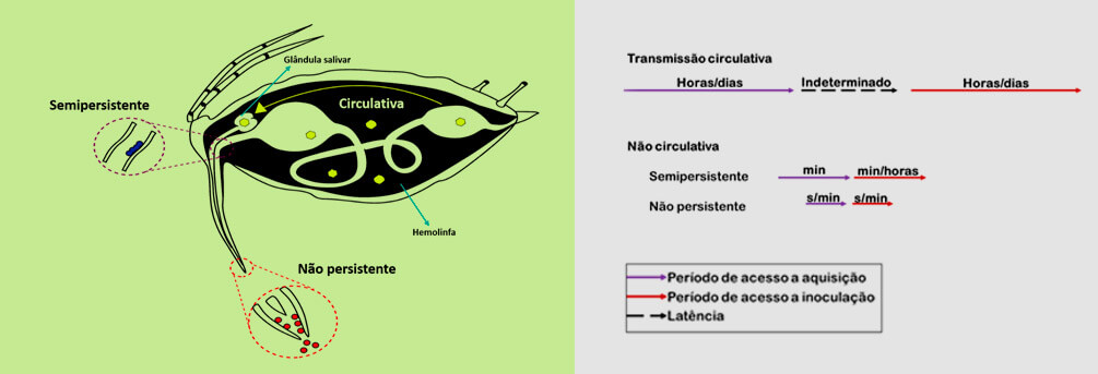 promip manejo integrado pragas controle biologico mip experience afídeos transmissao