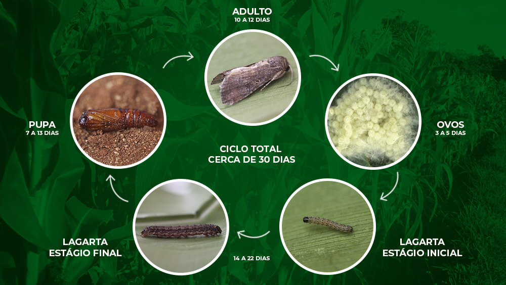 promip manejo integrado pragas controle biologico mip experience spodoptera frugiperda ciclo atualizado